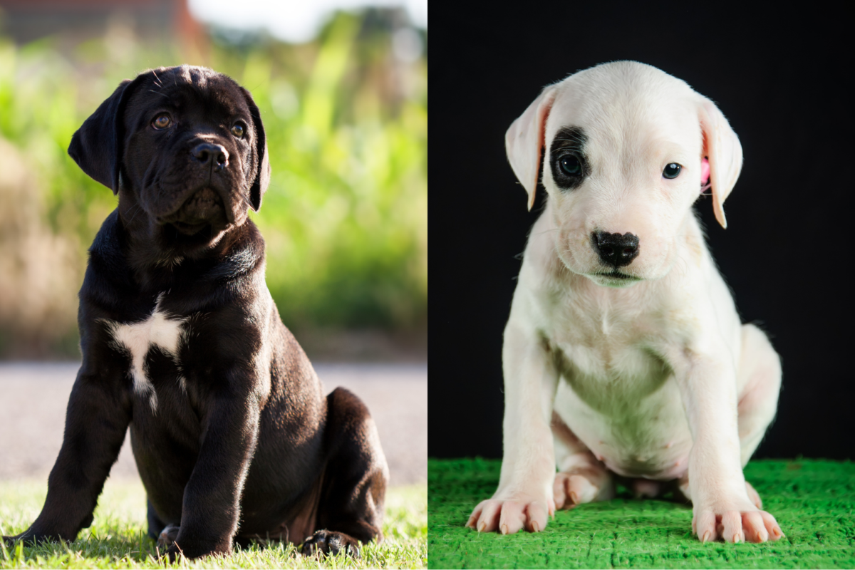 Cane Corso vs Dogo Argentino puppy.