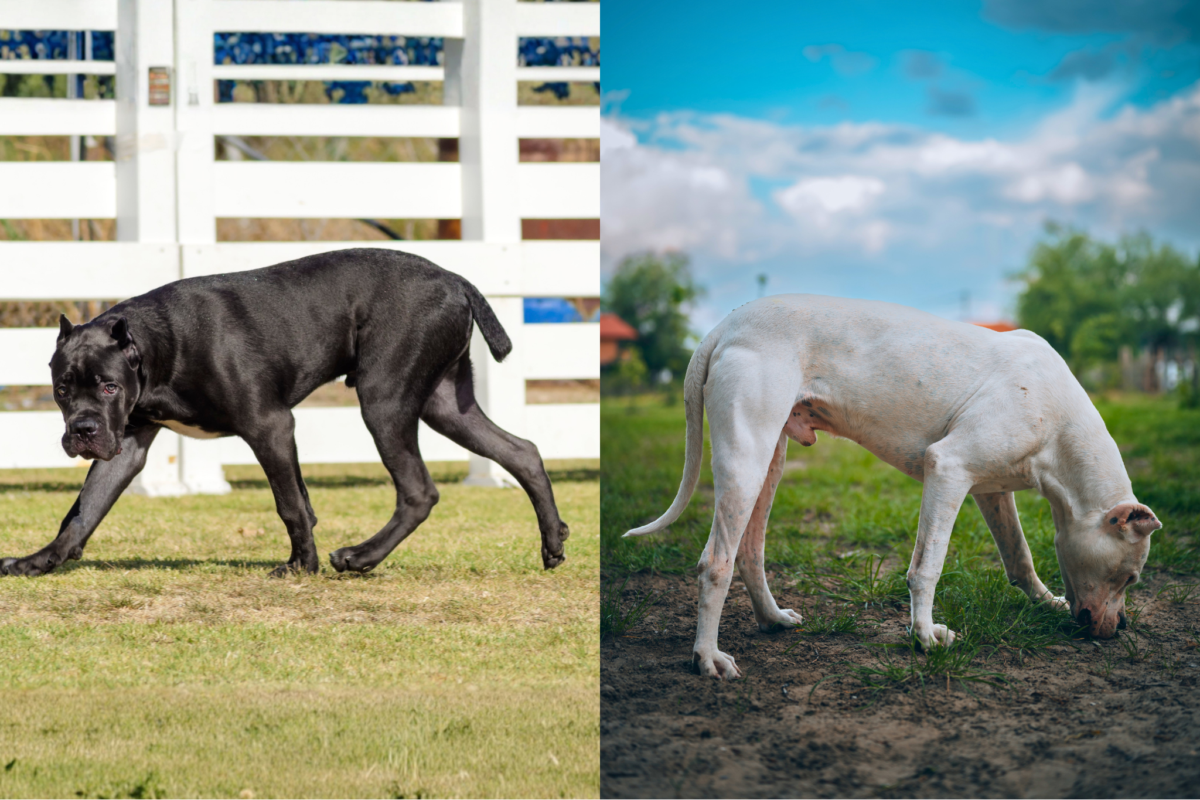 Images of Cane Corso vs Dogo Argentino showing shape and muscle definition.