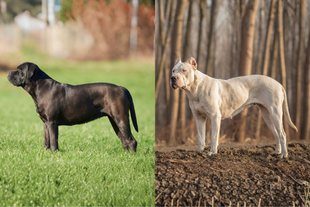 Cane Corso vs Dogo Argentino standing side profile.
