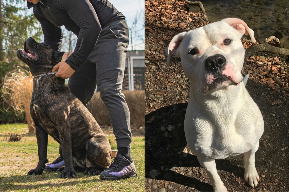 Cane Corso vs Dogo Argentino training session.
