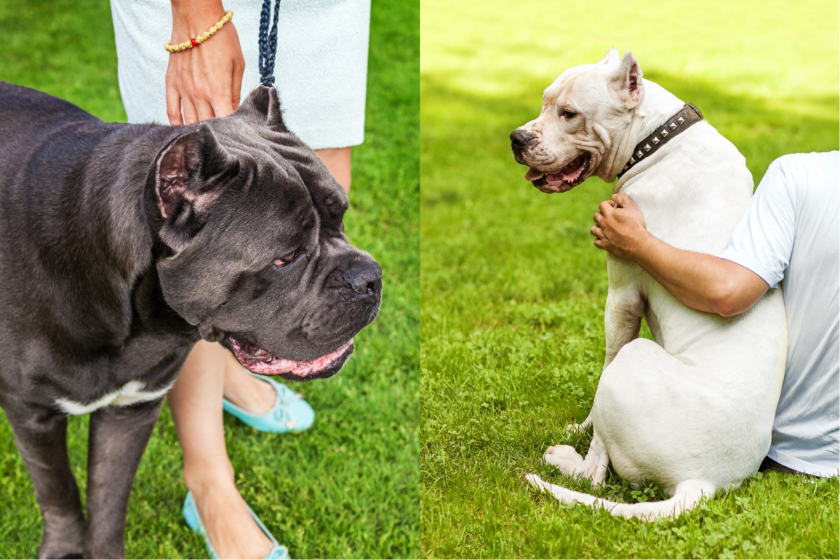 Cane Corso vs Dogo Argentino with family.