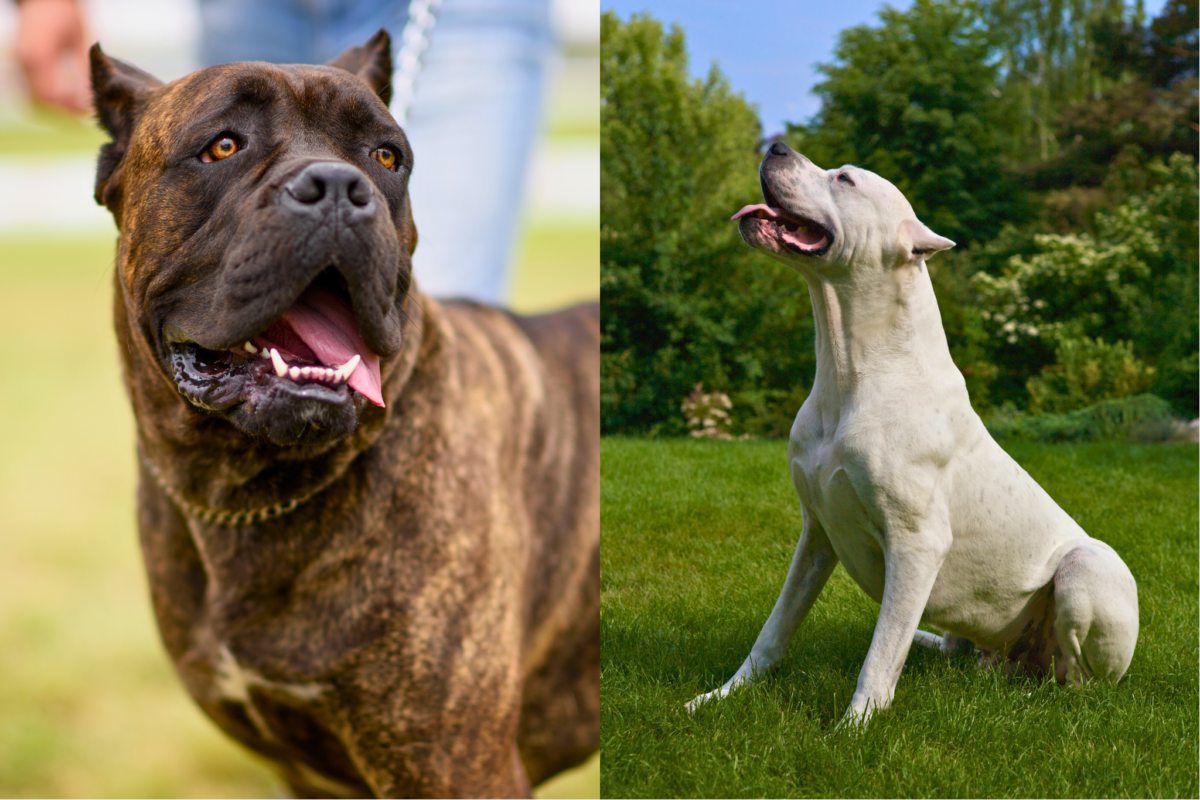 panting Cane Corso and Dogo Argentino.