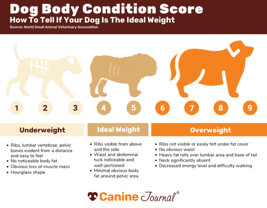 Dog body composition score chart.