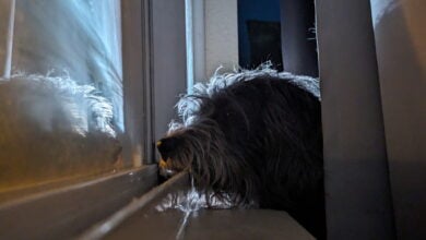 Falkor ghosts