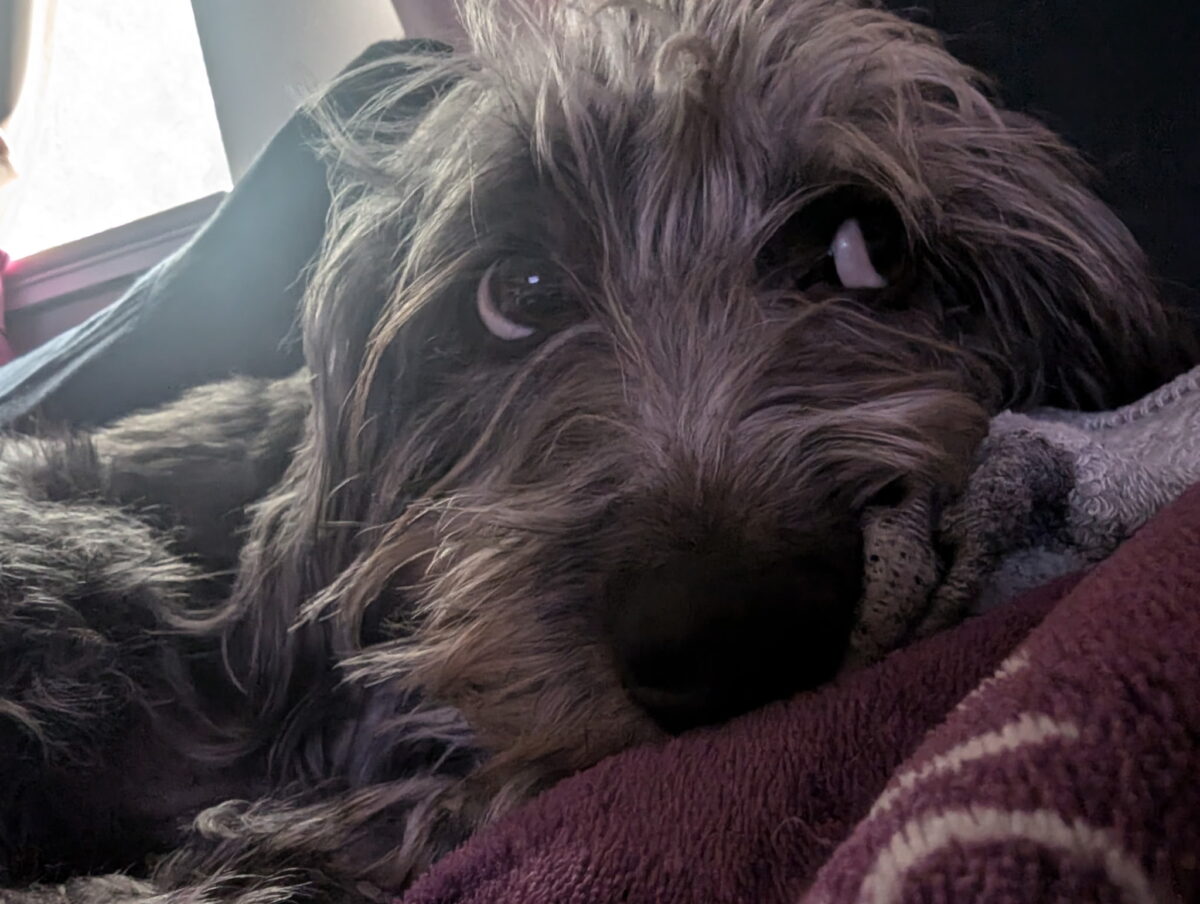 Falkor the poogle