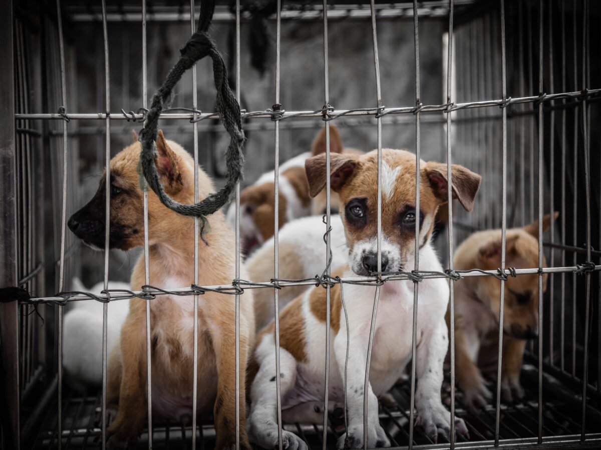Sad puppies in a cage.