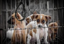 Sad puppies in a cage.