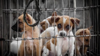 Sad puppies in a cage.