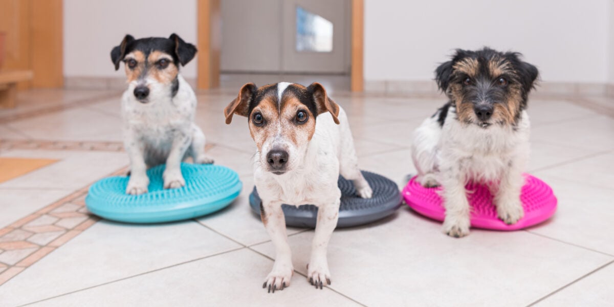A group of small dogs on balance pad.