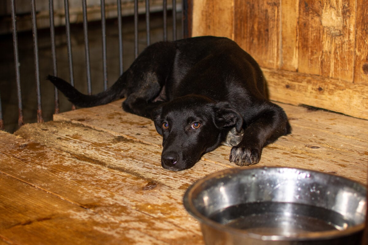 A black dog lies next to a bowl of water in a cage at an animal shelter.