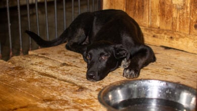 A black dog lies next to a bowl of water in a cage at an animal shelter.