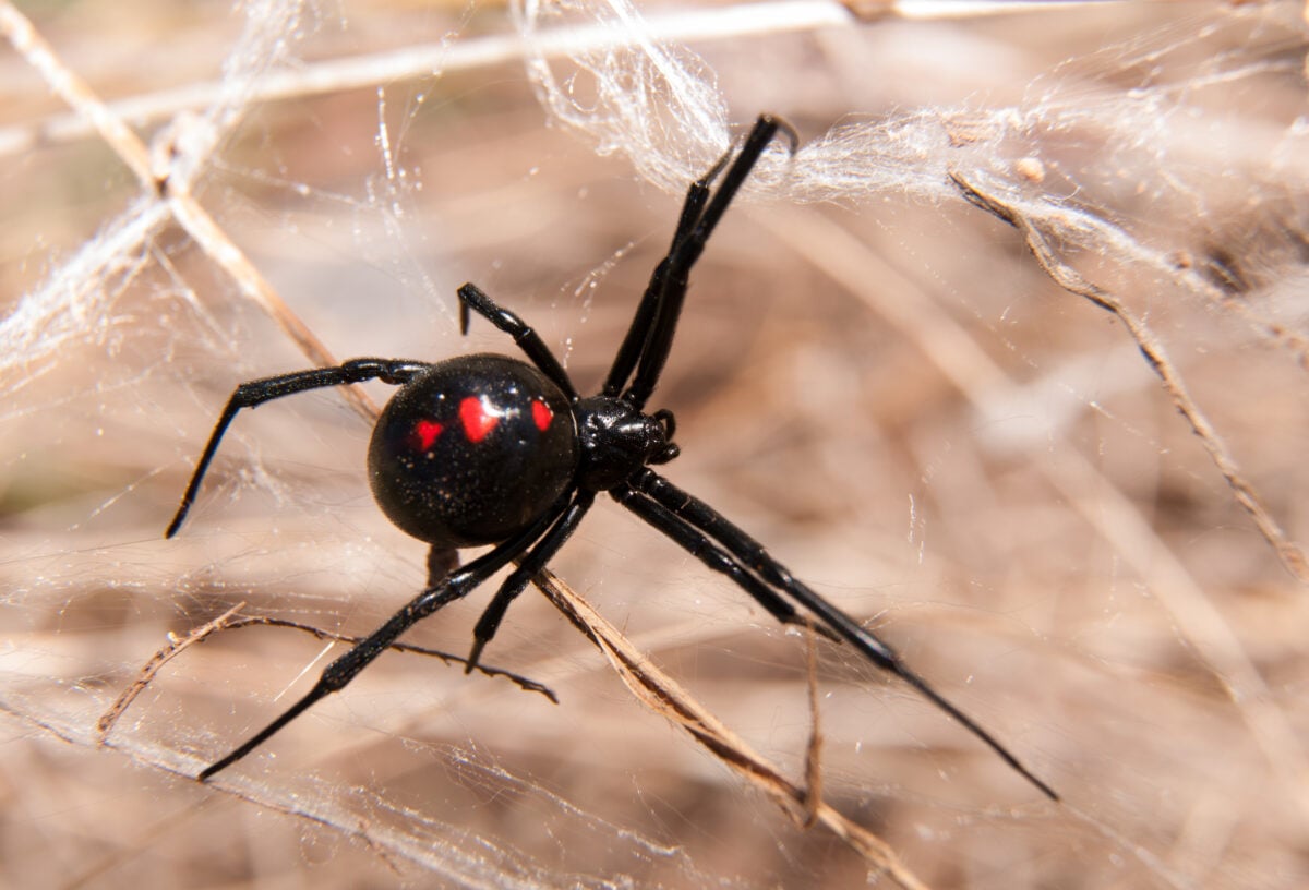 Black widow spider outdoors on a web.