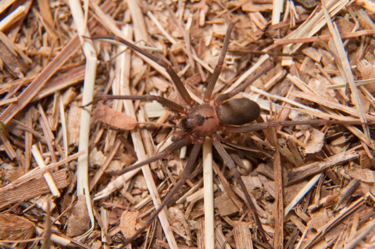 Closeup image of a brown recluses spider camouflaged on dry grass.