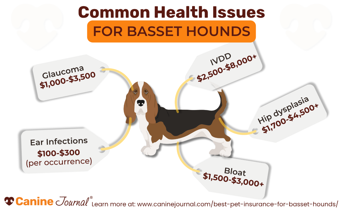 Infographic showing common health issues in Basset Hounds with cost ranges: Glaucoma ($1,000–$3,500), IVDD ($2,500–$8,000+), Hip dysplasia ($1,700–$4,500+), Bloat ($1,500–$3,000+), and Ear Infections ($100–$300 per occurrence).