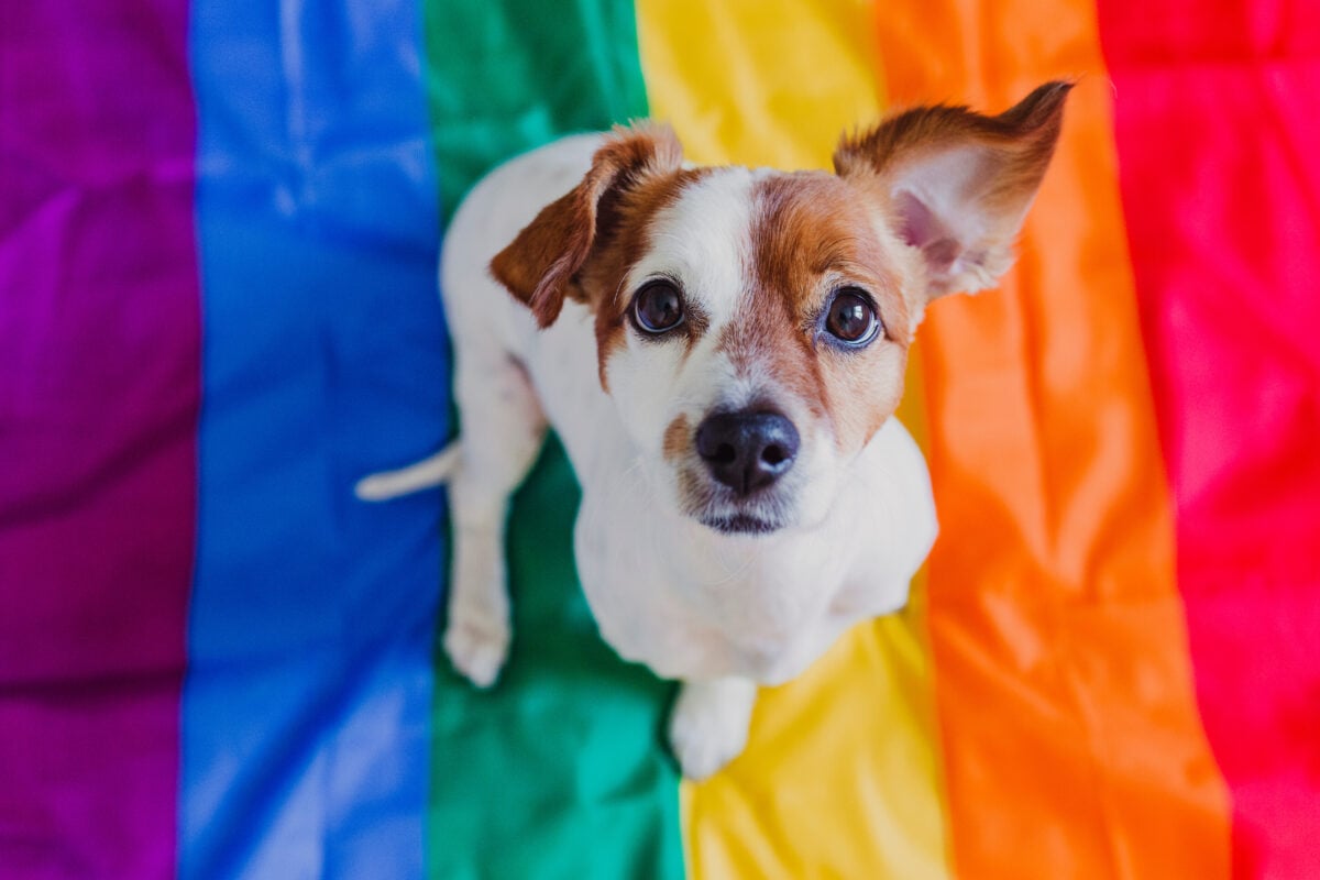 Cute dog jack russell sitting on rainbow LGBT flag.