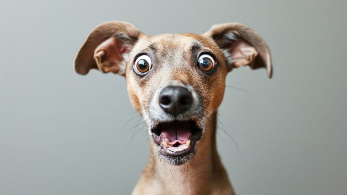 Funny surprised dog on gray background, in disbelief as to why do dogs eat poop.