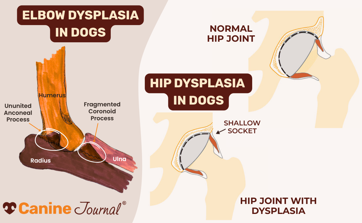Infographic showing elbow and hip dysplasia in dogs. The elbow diagram labels the humerus, radius, ulna, and conditions like ununited anconeal process and fragmented coronoid process. The hip diagram compares a normal hip joint to one with dysplasia, showing a shallow socket.