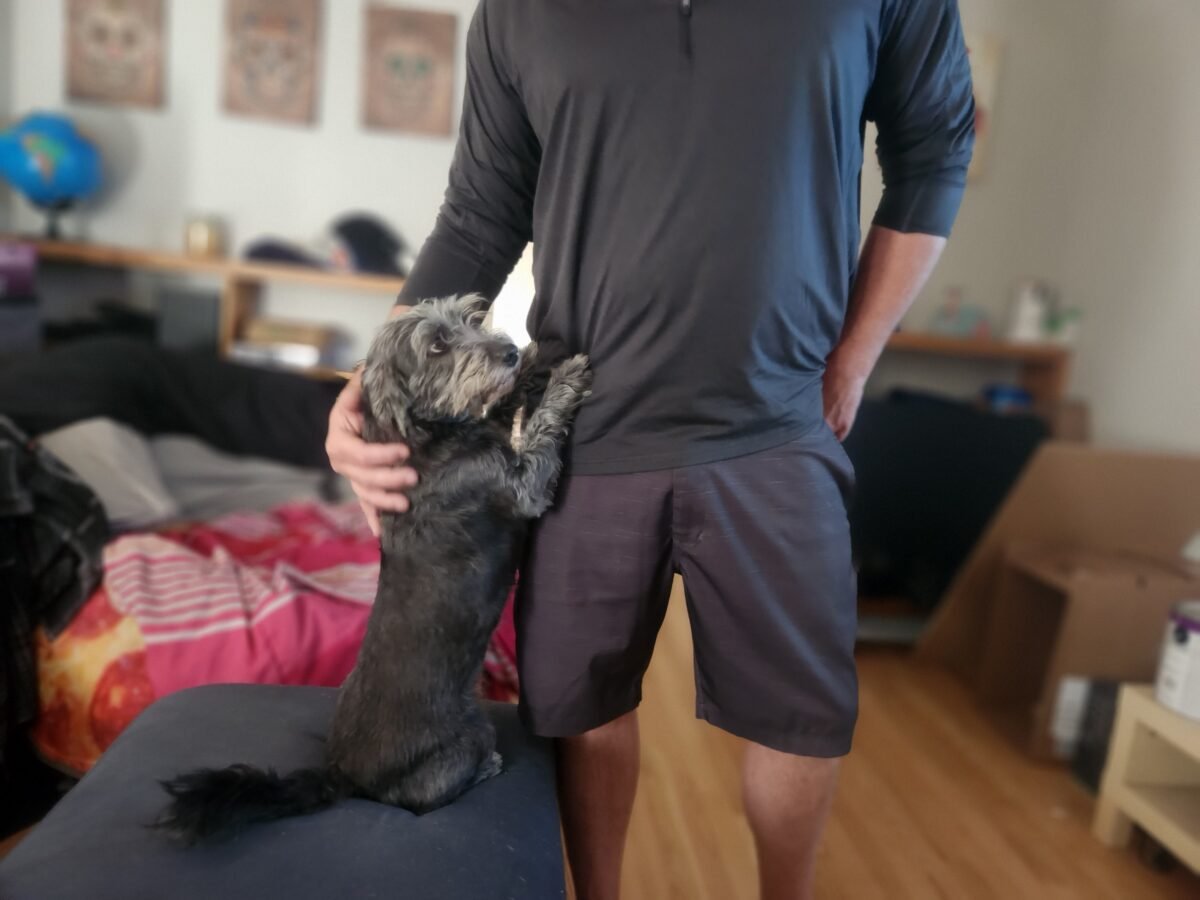 Dog stretching up to greet human.