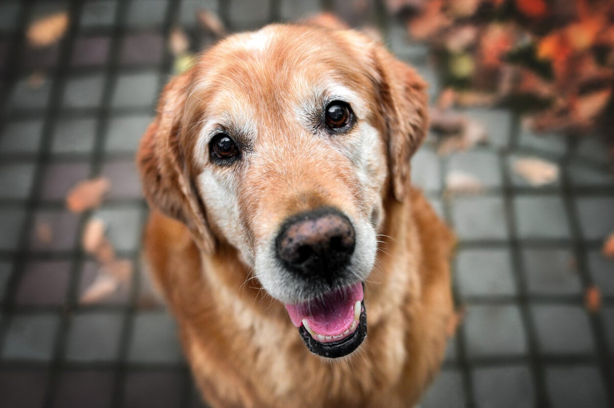 Happy old dog looking up, top view.