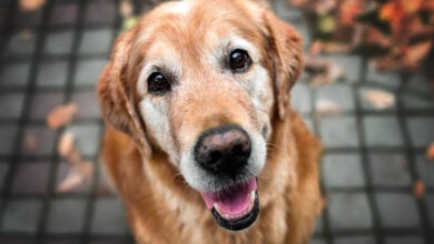 Happy old dog looking up, top view.