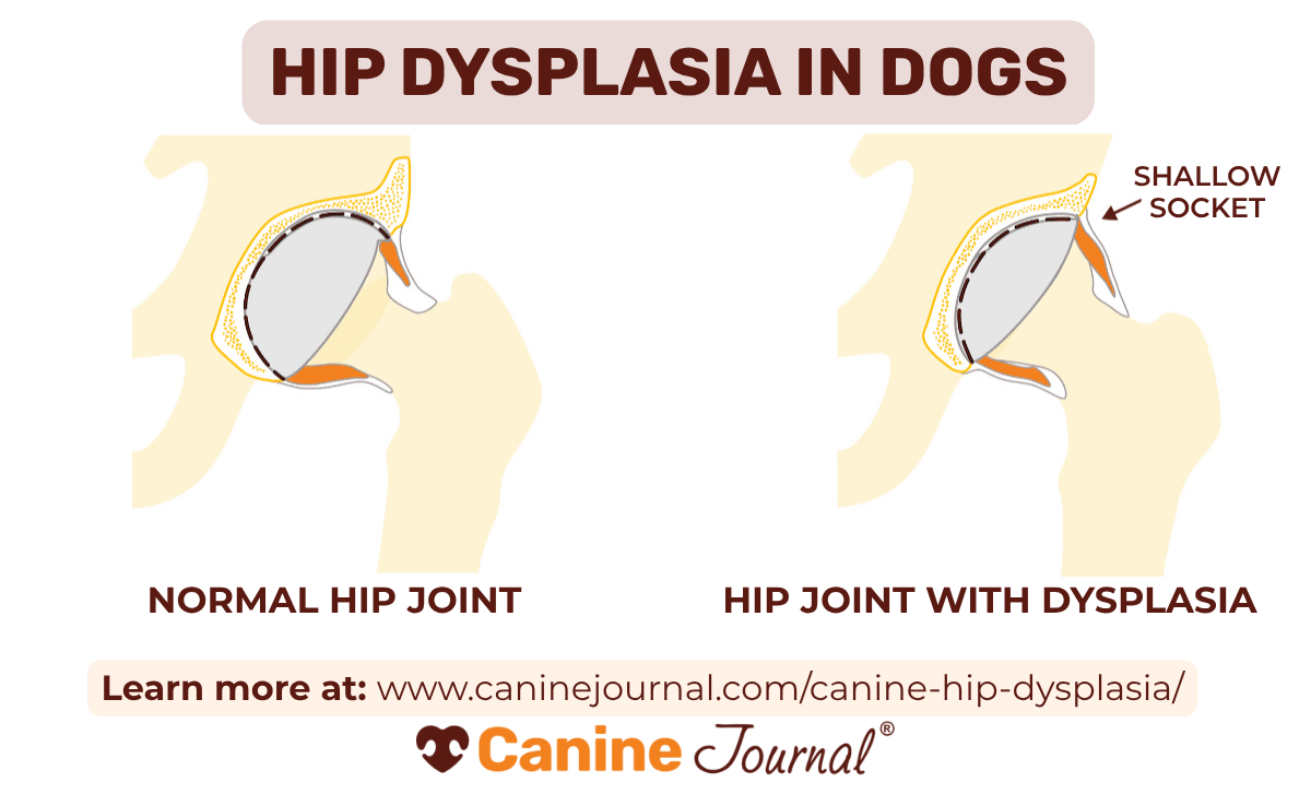 Diagram comparing a normal dog hip joint to one with hip dysplasia. The dysplastic joint has a shallow socket causing misalignment, increasing risk of joint instability.