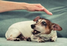 Female dog Jack Russell Terrier growls to person hand.