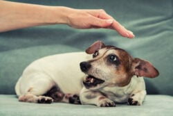 Female dog Jack Russell Terrier growls to person hand.