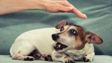 Female dog Jack Russell Terrier growls to person hand.