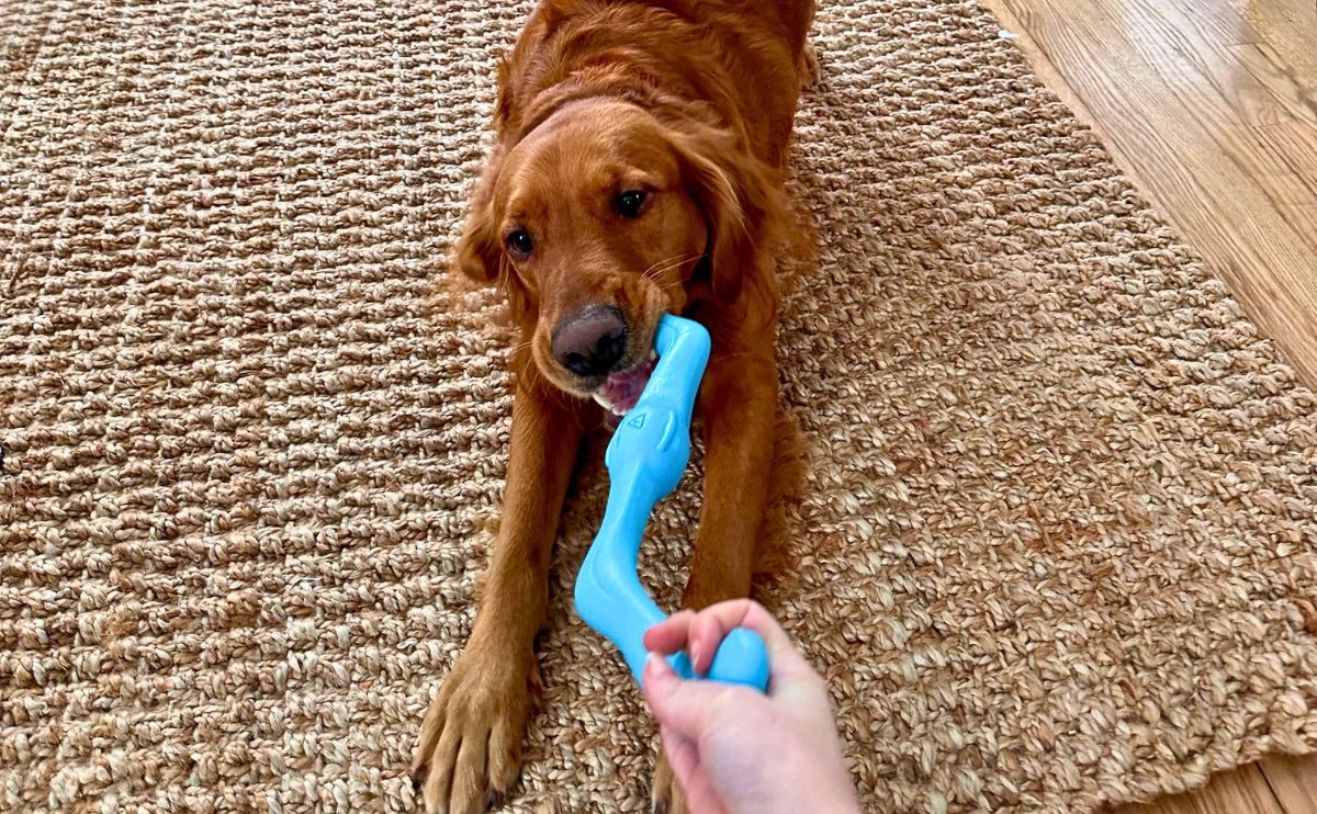 Rio the Golden Retriever in a play bow while tugging on toy.