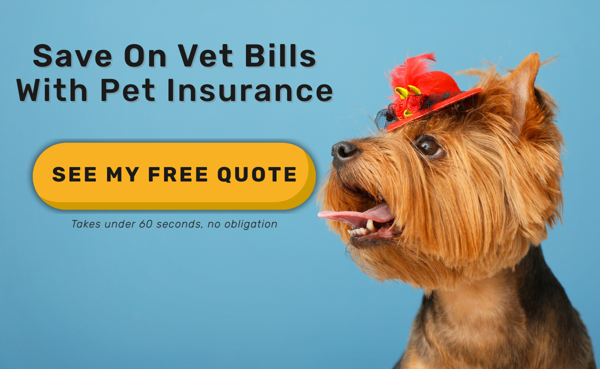save on vet bills with pet insurance