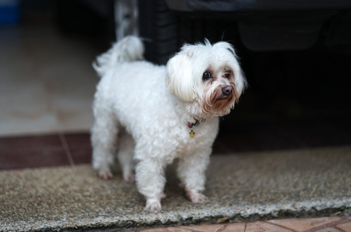 Senior white Maltese dog with tear staining.