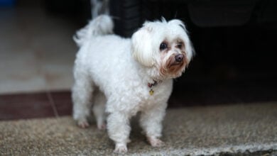 Senior white Maltese dog with tear staining.