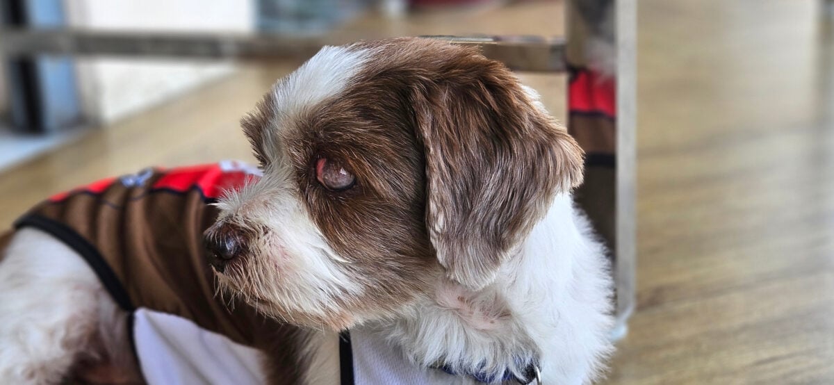 Senior small Shih Tzu with light brown color with cataracts eye problem.