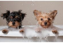 Black Yorkshire Terrier puppy and red one play in a white cast iron bathtub.
