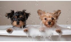 Black Yorkshire Terrier puppy and red one play in a white cast iron bathtub.