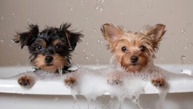 Black Yorkshire Terrier puppy and red one play in a white cast iron bathtub.