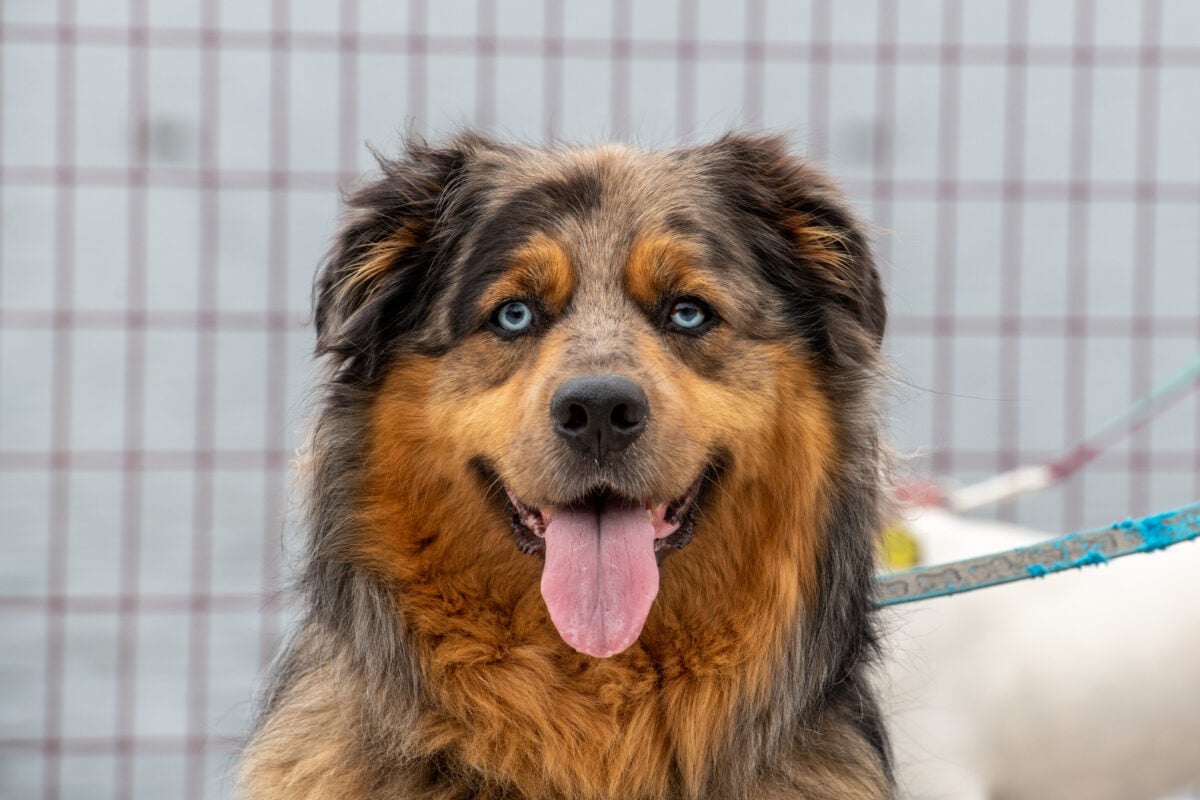A large golden retriever and Australian Shepard mixed adult dog with blue eyes, brown, red and black fur.