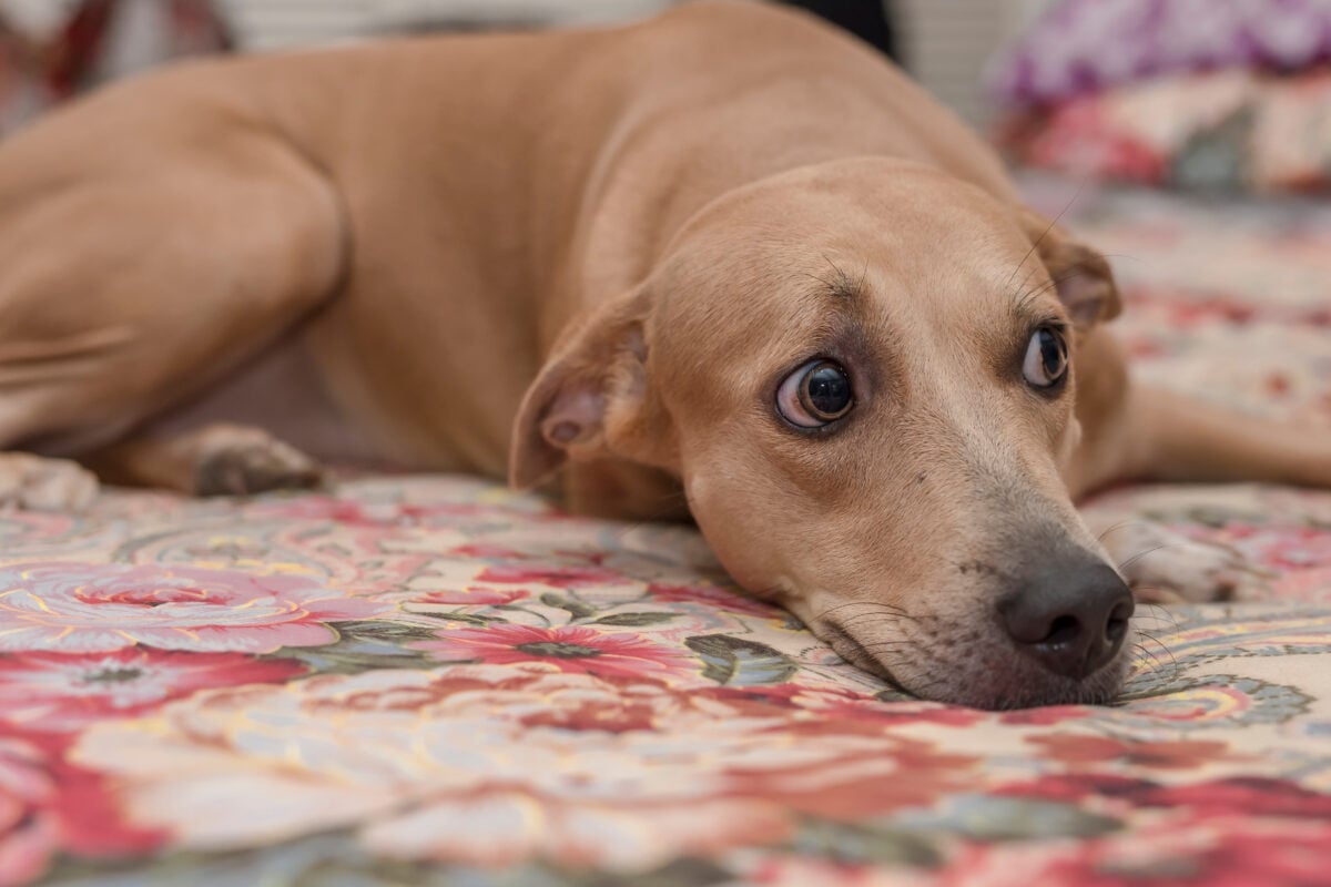 A wary female dog stares nervously while lying on the bed.