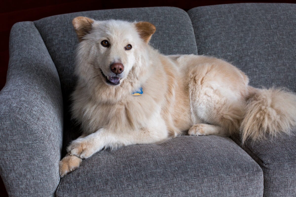 A white golden retriever German shepherd mix dog lying on gray couch.