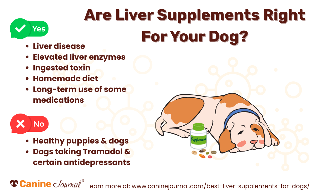 Are liver supplements right for your dog infographic.
