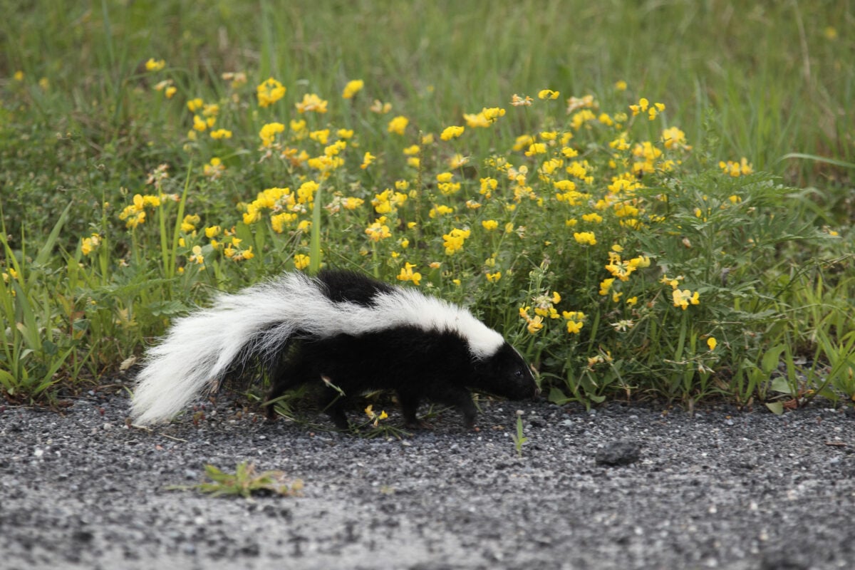 Baby skunk in yellow flowers