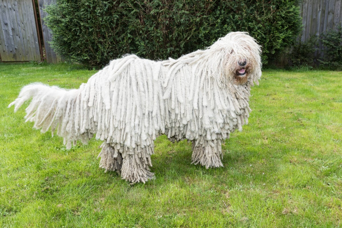 Big white furry Komodor dog on grassy lawn.