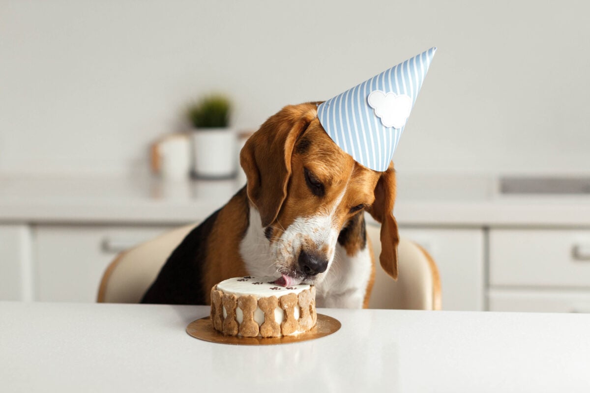 Happy Beagle with a party hat eats delicious birthday cake and licks his tongue.