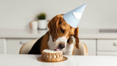Birthday for a dog of breed beagle. Happy dog eats delicious cake and licks his tongue.