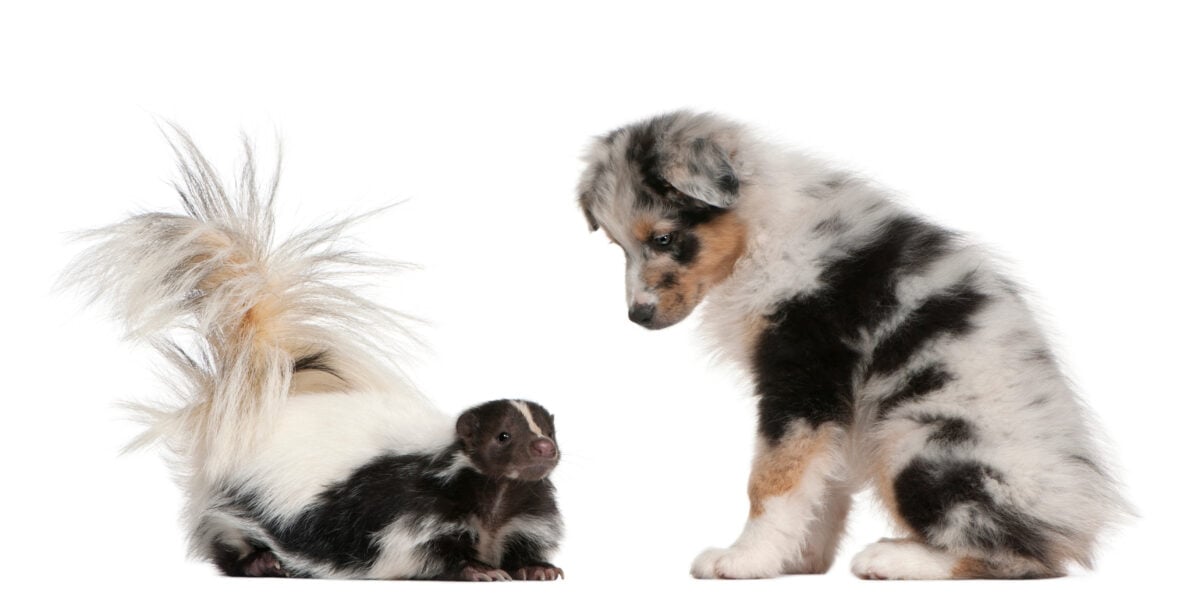 Blue Merle Australian Shepherd puppy looking at striped skunk on white background.