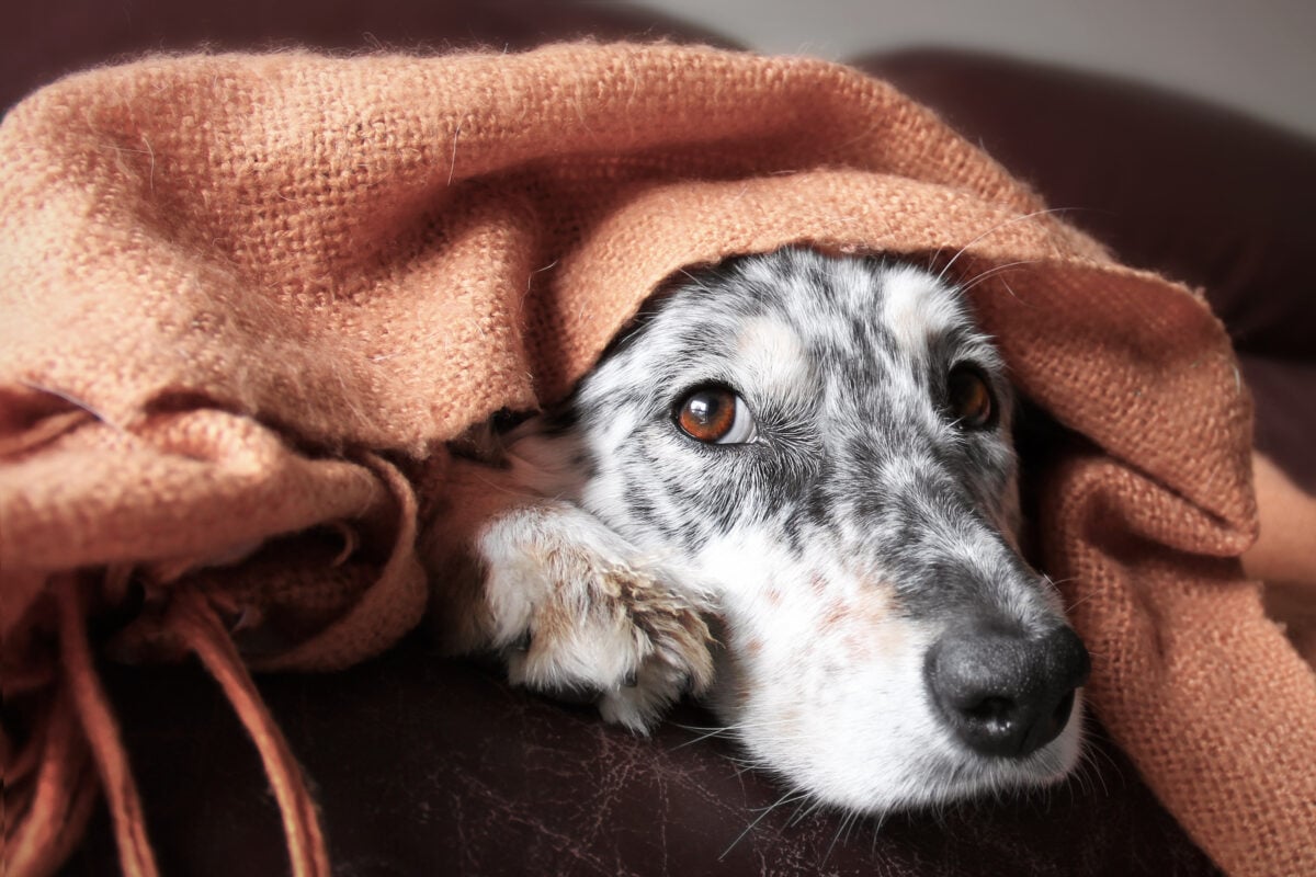 Dog hiding peeking out from under blanket on couch looking uncertain and nervous from fireworks.