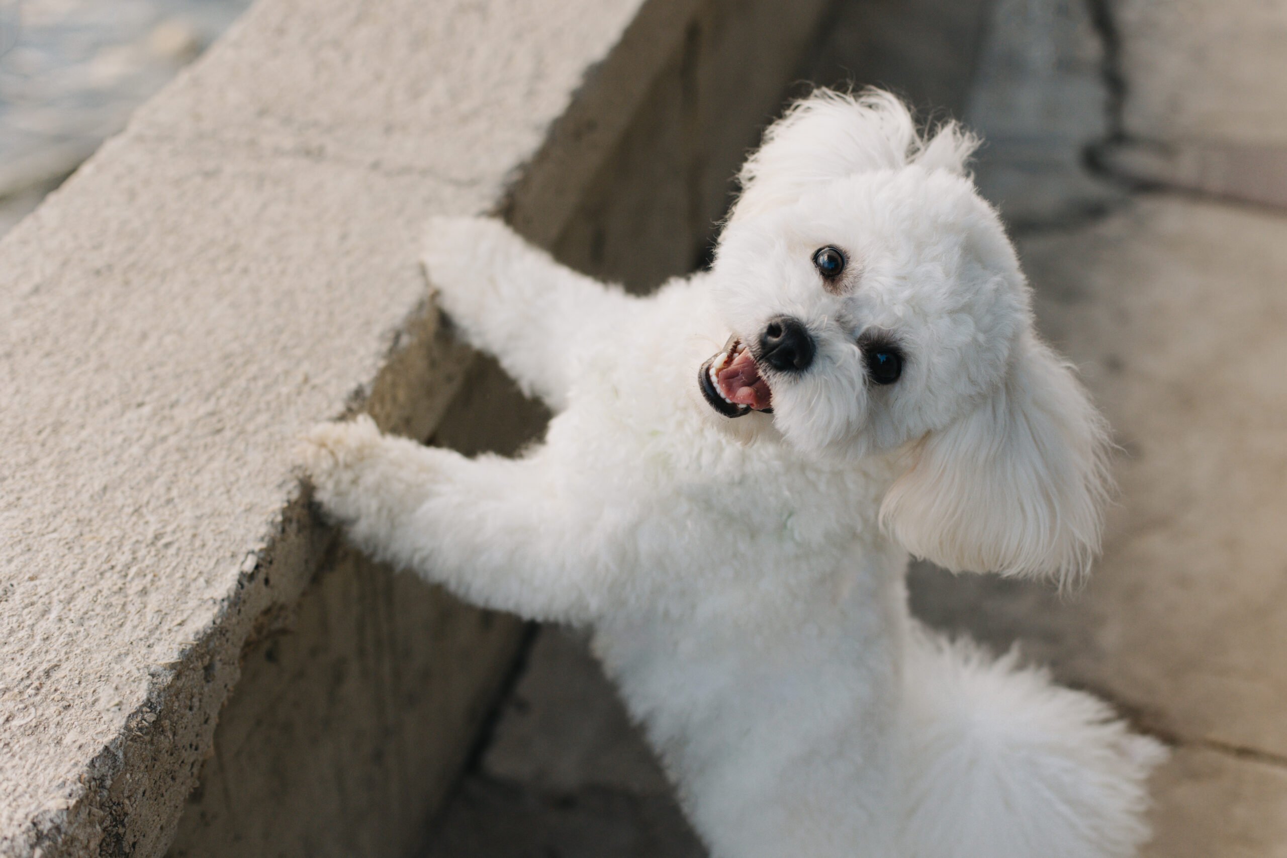 Cute Bichon Frise puppy walking on the embankment .