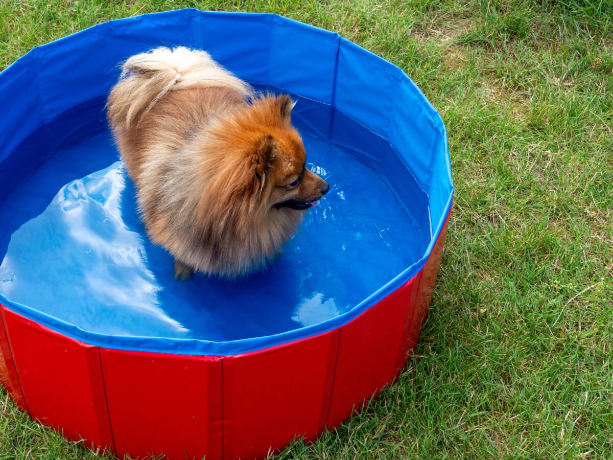 Dog in the dog pool on the green lawn. 