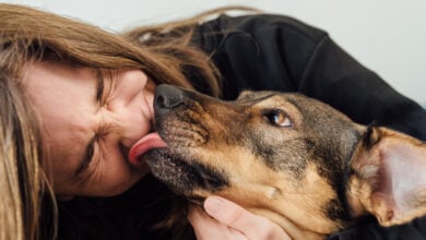 Young woman laughing with her dog licking her face.