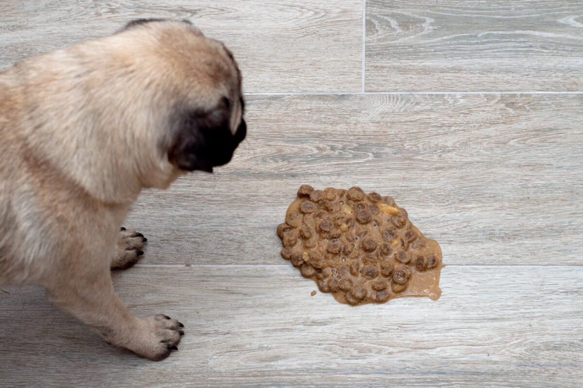 Pug standing over regurgitated food on the floor in the living room.
